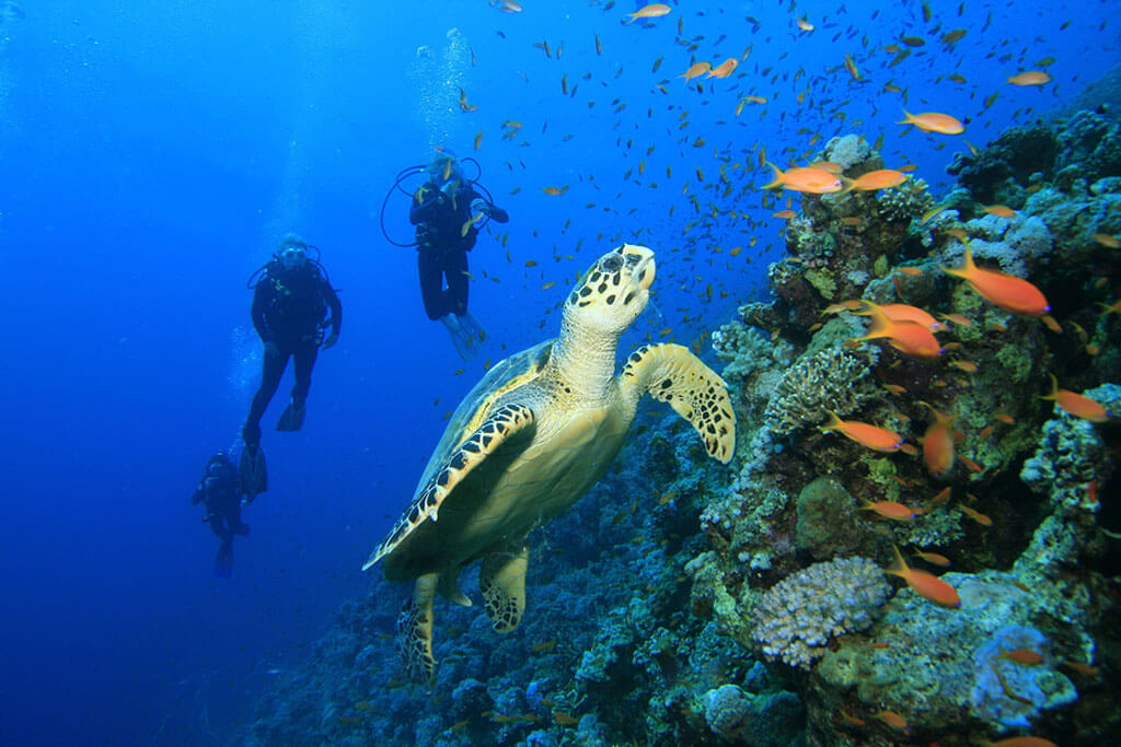 Scuba diving